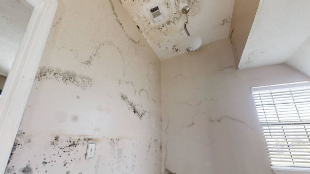 Best Residential Mold Inspection & Testing  in Hamilton, MT