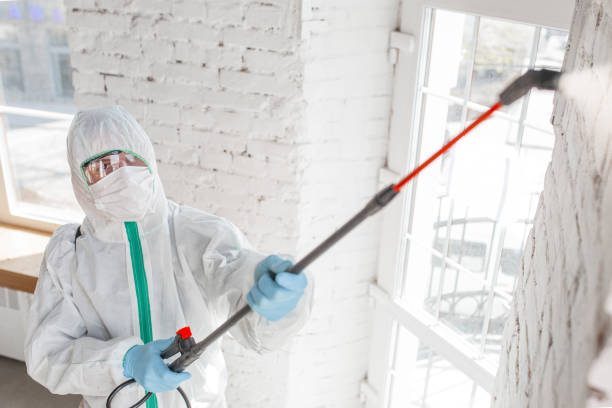 Best Post-Construction Mold Inspection  in Hamilton, MT